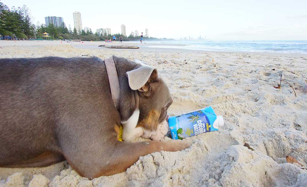 coconut water for dogs